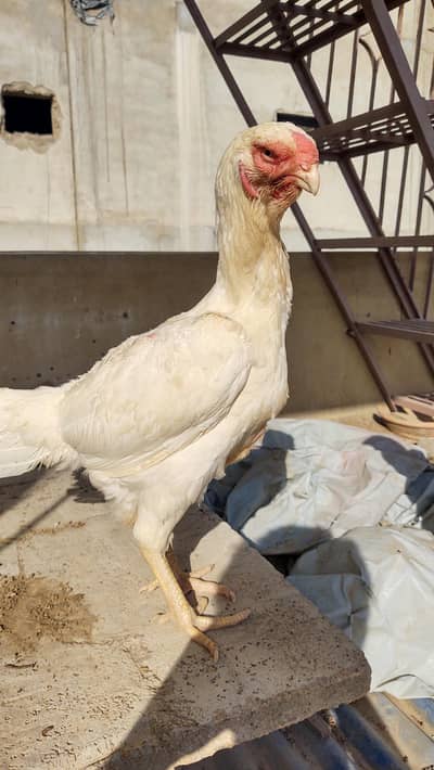paper white kandhari parrot beak female.