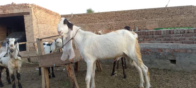 Bakra Gulabi