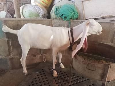 gulabi female. abluk male.
