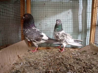 high flyer pigeon Whatsapp 03290705204