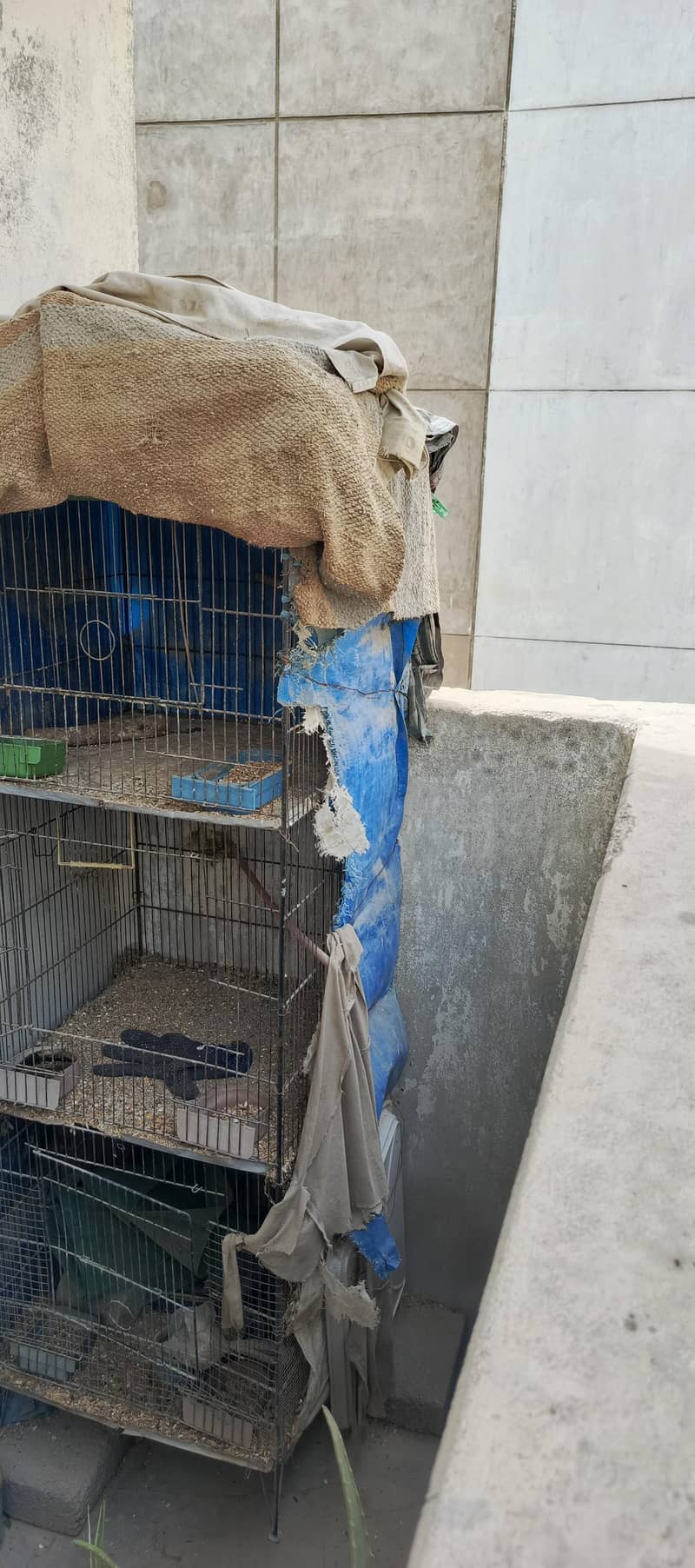 cage 3 1
