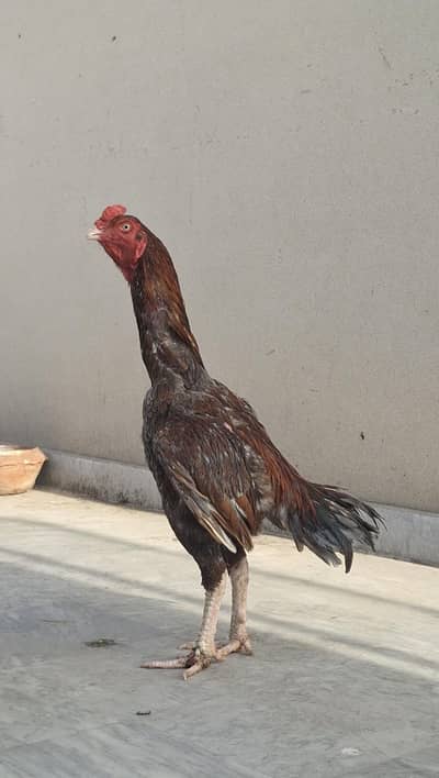 Quality Aseel Rooster