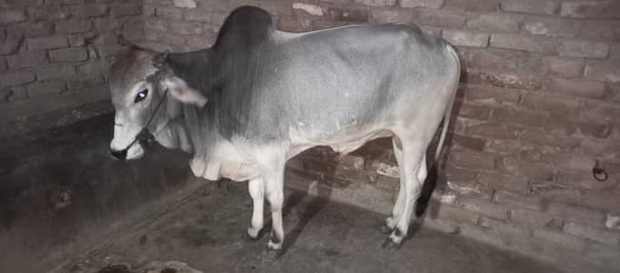 bachra
