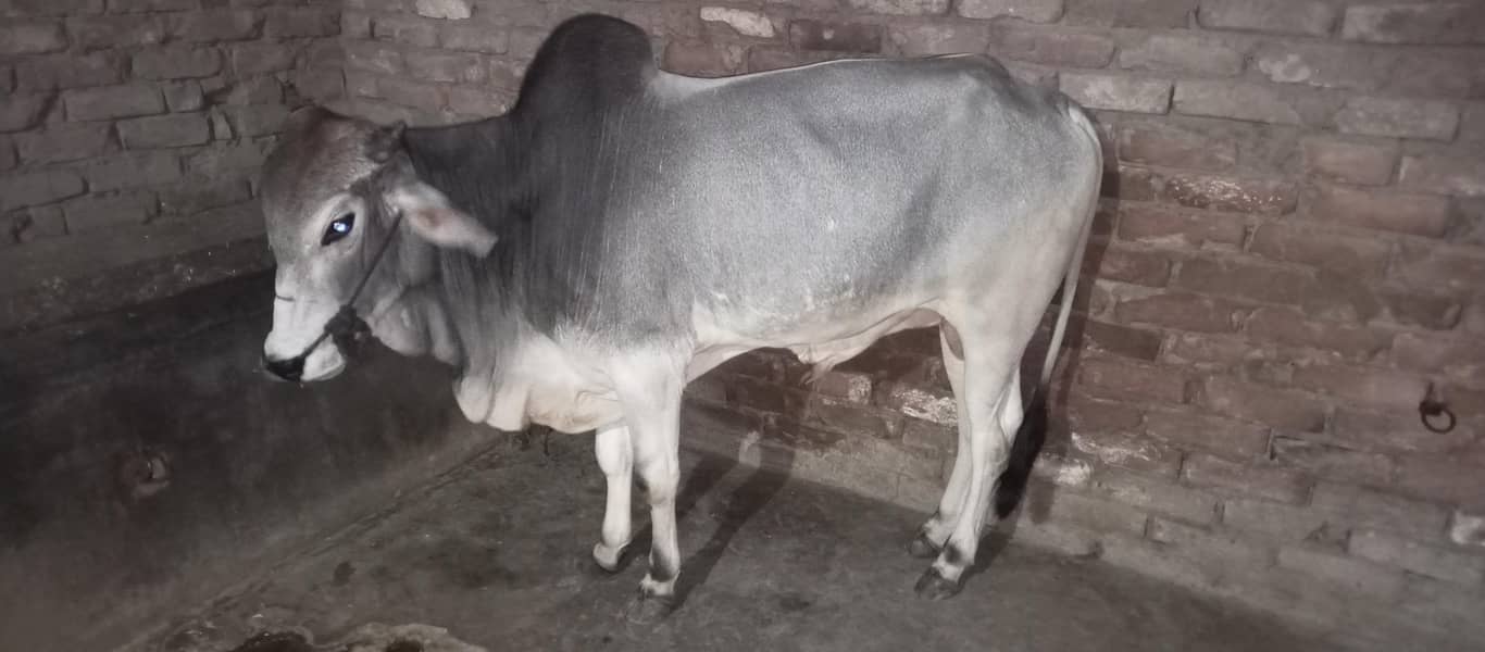 bachra 0