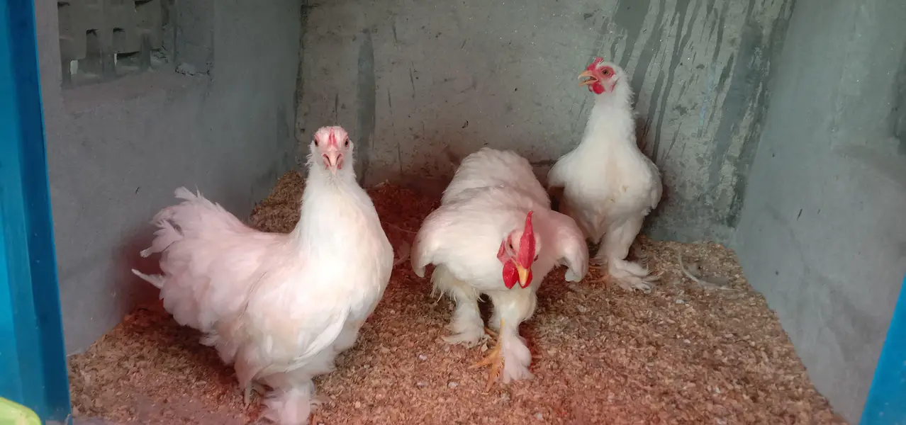 BANTAM BREEDER TRIO 1 Male , 2 female SET FOR SALE — photo 3