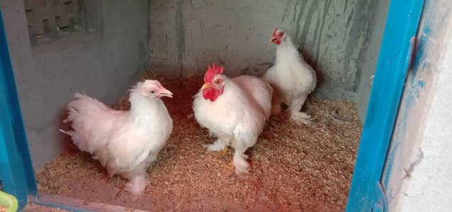 BANTAM BREEDER TRIO 1 Male , 2 female SET FOR SALE