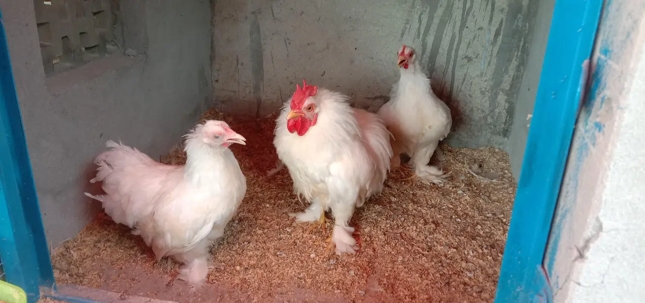 BANTAM BREEDER TRIO 1 Male , 2 female SET FOR SALE — photo 4