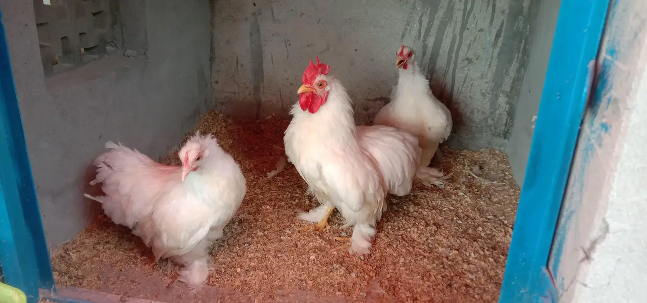 BANTAM BREEDER TRIO 1 Male , 2 female SET FOR SALE — photo 5