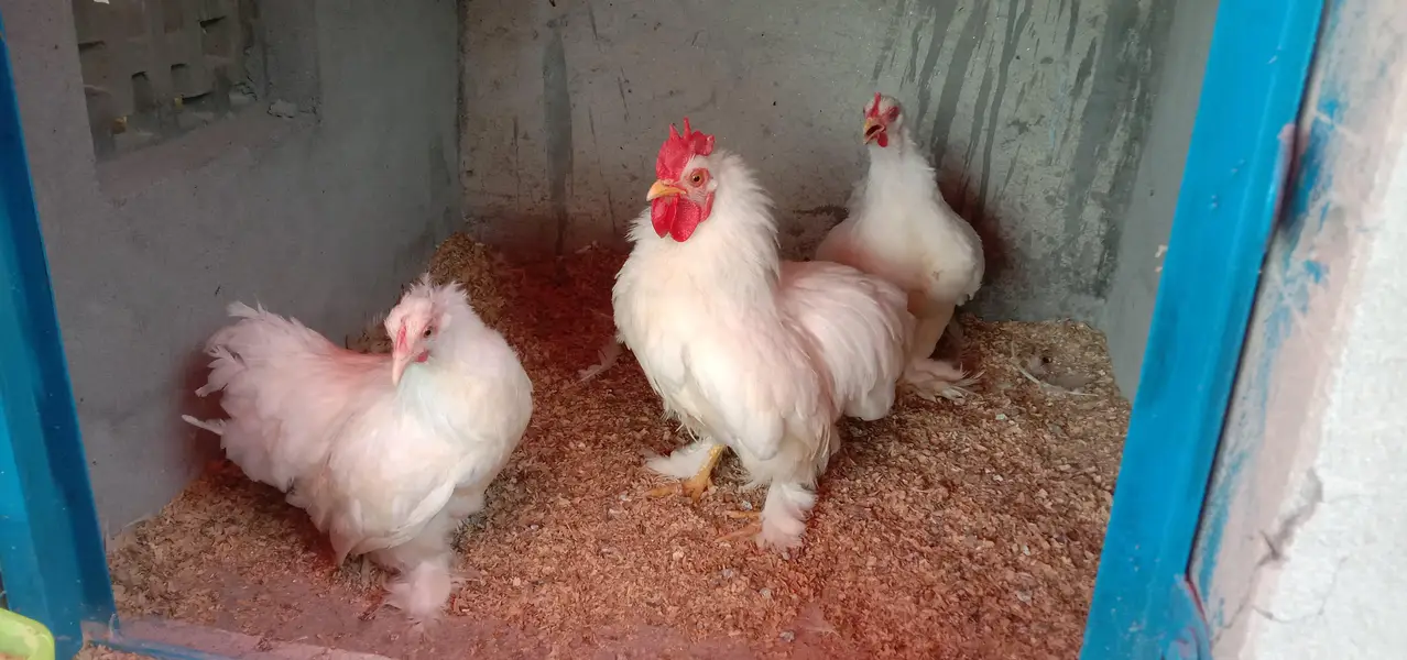 BANTAM BREEDER TRIO 1 Male , 2 female SET FOR SALE — photo 8