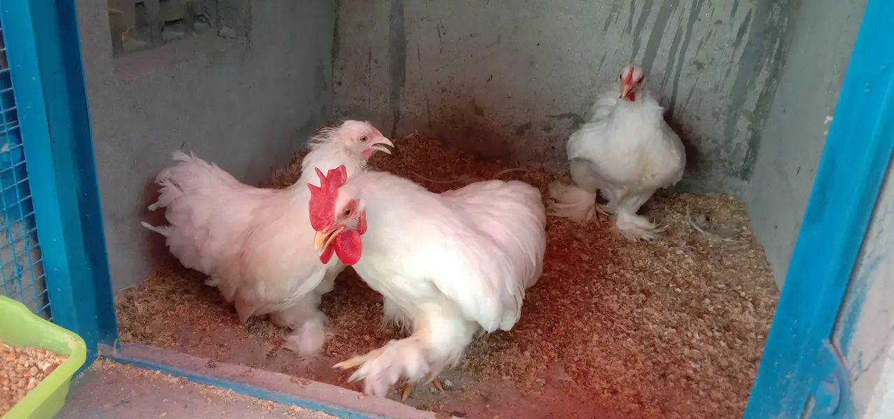 BANTAM BREEDER TRIO 1 Male , 2 female SET FOR SALE — photo 9