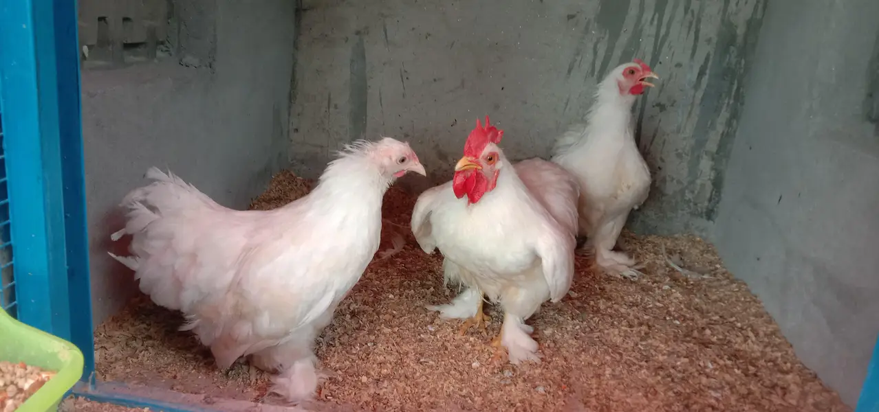 BANTAM BREEDER TRIO 1 Male , 2 female SET FOR SALE — photo 10