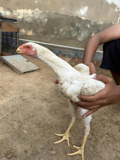 Indian Parrot Beak/Qandhari/Shamo/Golden Heavy Buff