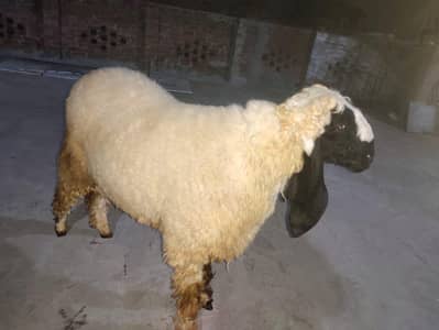 5 Desi chatra Heavyweight for Qurbani
