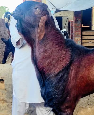 Big Male for Qurbani