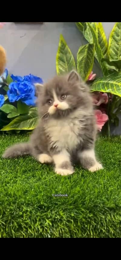 Quality Persian Punch face cat & kitten is 03233614642 WhatsApp