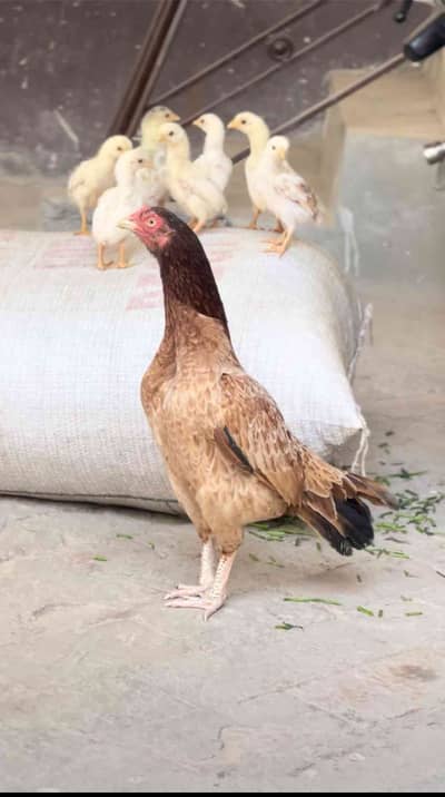 ibrahim