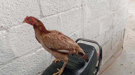 Aseel murgi or desi murgha ka sath hen cage free