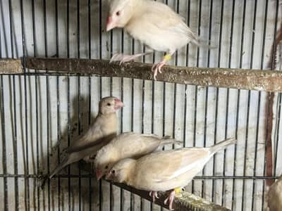 Fawn Java pathay