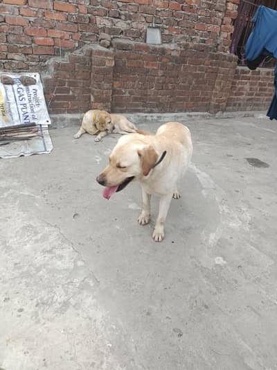Labrador | Labra Male and female | Labrador Dog | Dog For Sale