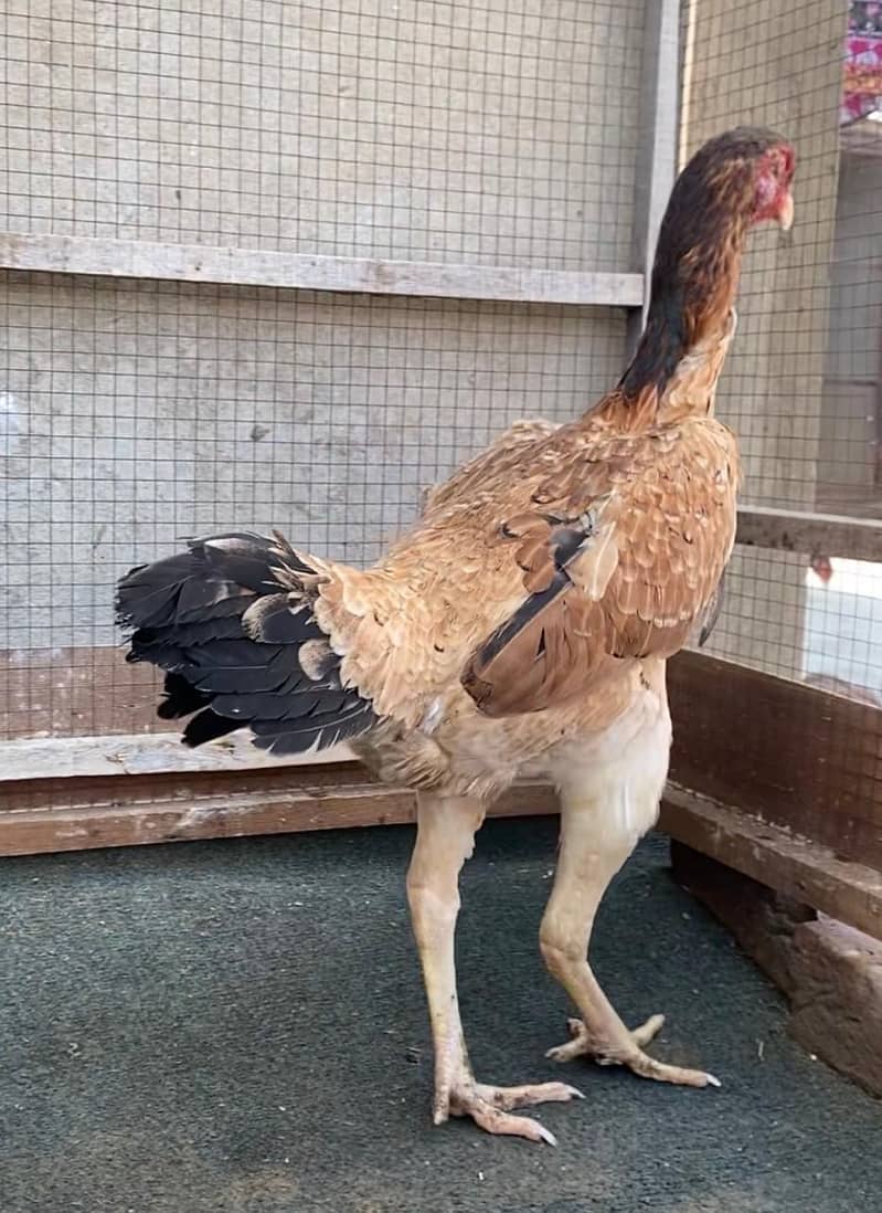 Pure Japanese Buchiban Shamo Female - Hens - 1113852824