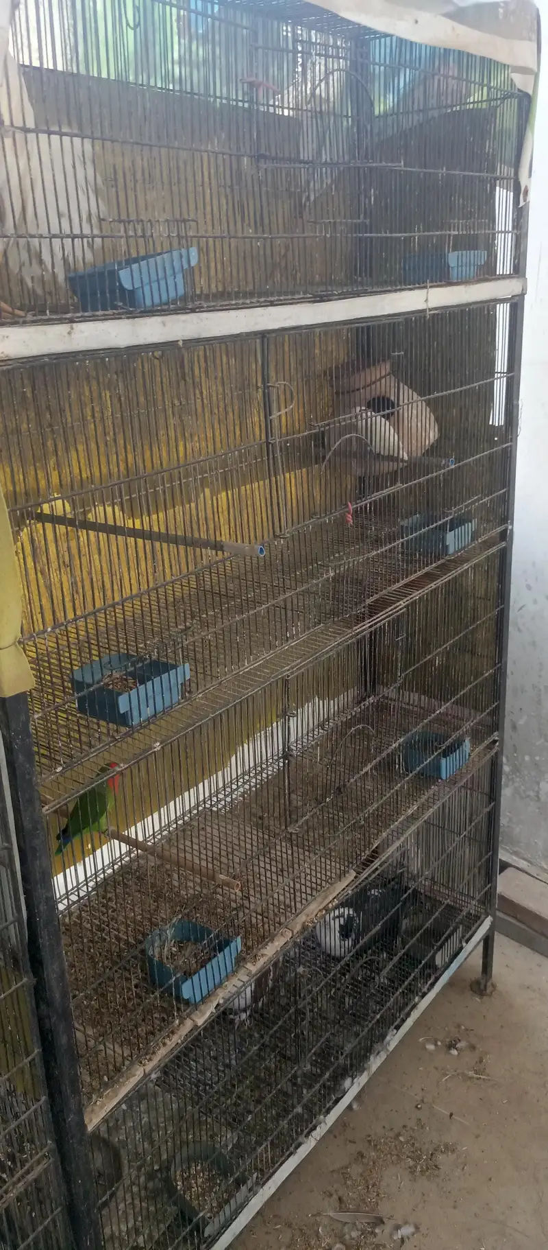 iron cage birds cage 4 portion 8 portion 12 portion — photo 3