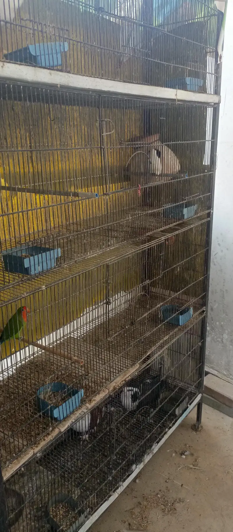 iron cage birds cage 4 portion 8 portion 12 portion — photo 4