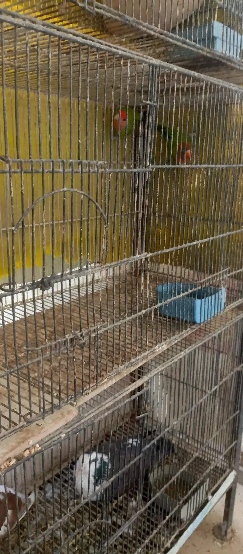 iron cage birds cage 4 portion 8 portion 12 portion — photo 5