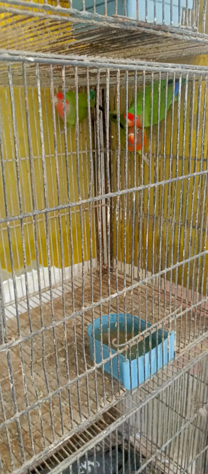 iron cage birds cage 4 portion 8 portion 12 portion — photo 6