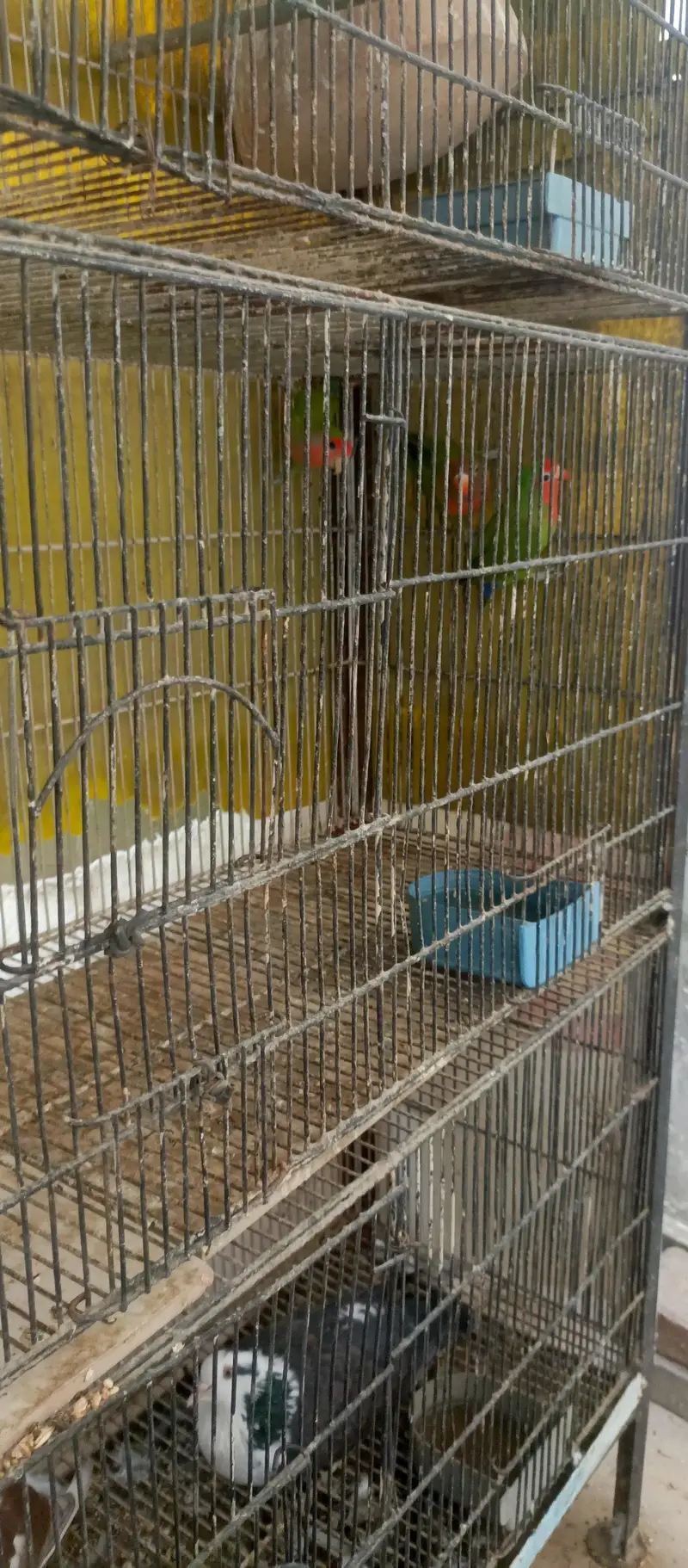 iron cage birds cage 4 portion 8 portion 12 portion — photo 7