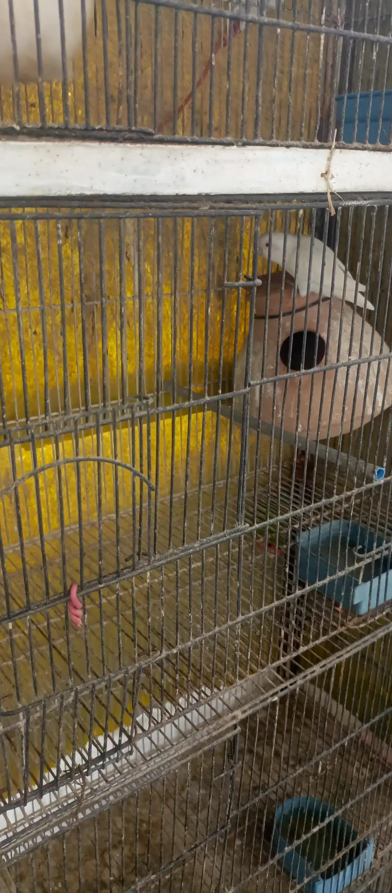 iron cage birds cage 4 portion 8 portion 12 portion — photo 8