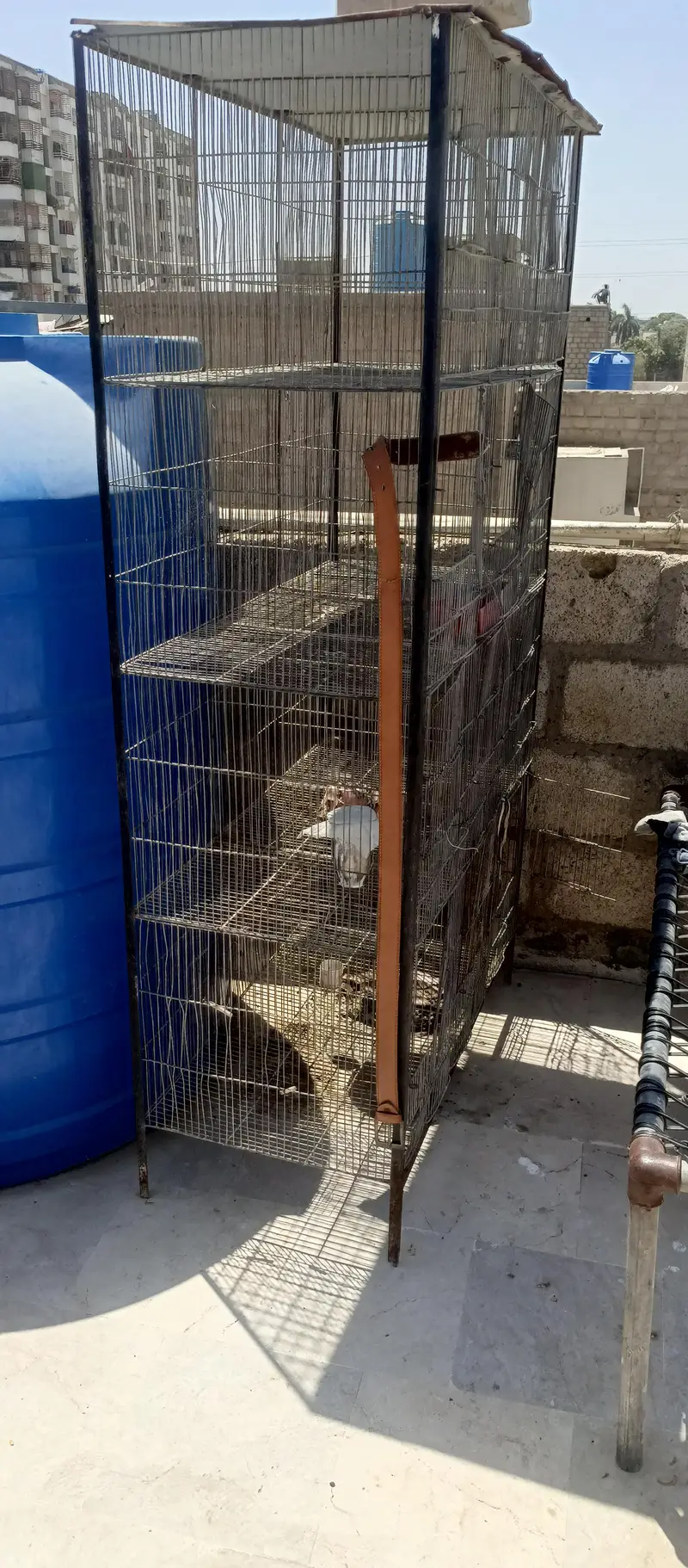 iron cage birds cage 4 portion 8 portion 12 portion — photo 11