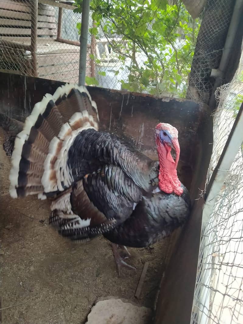 turkey pair 0