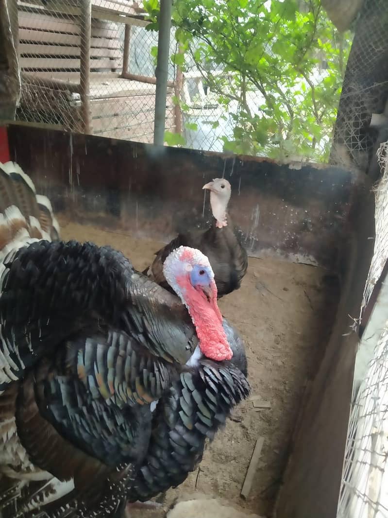 turkey pair 1