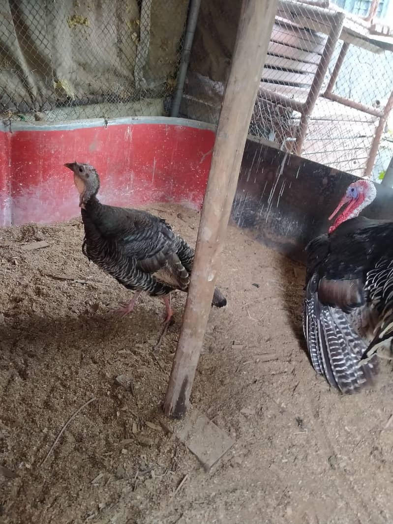 turkey pair 2