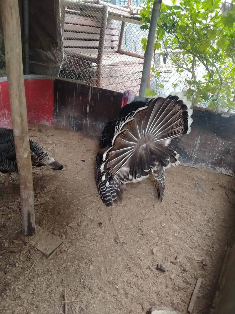 turkey pair 3