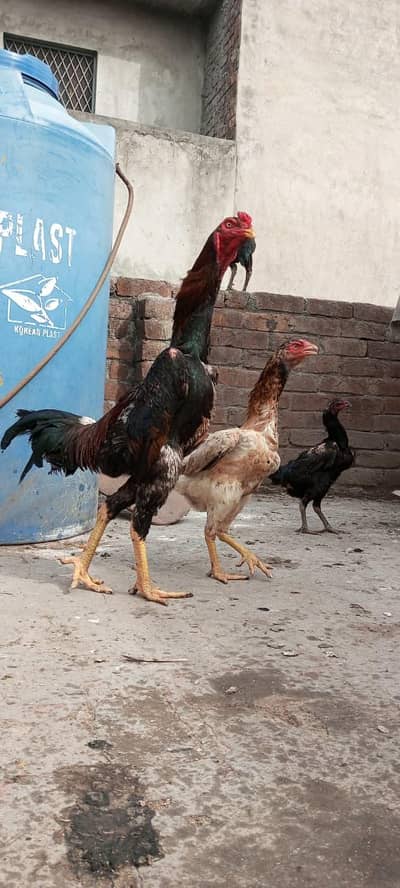 I WANT TO SALE HOME BREED SHAMO ASEEL AND LASANI ASEEL PHATAY PHATIYA