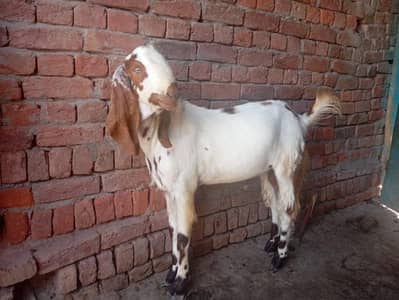 2dant bakra for eid 03002184974