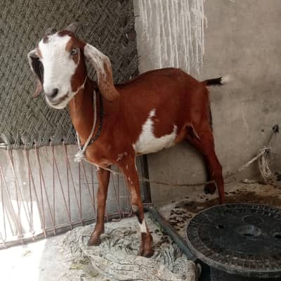Goat  Bakri