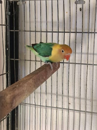 lovbirds quality pc