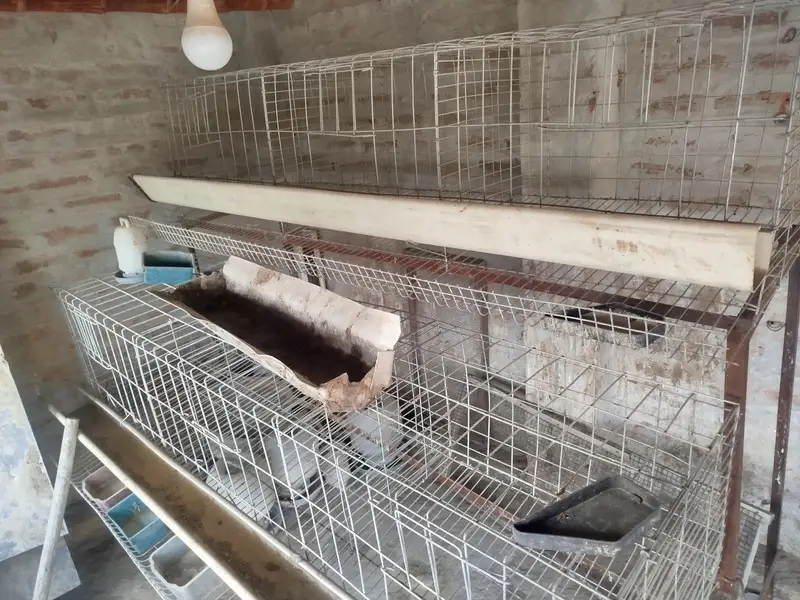 cage Available for sale