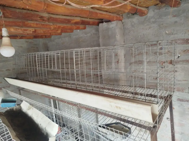 cage Available for sale — photo 3