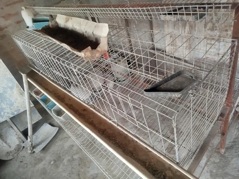 cage Available for sale — photo 4
