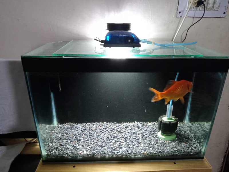 Aquarium & Fish 0