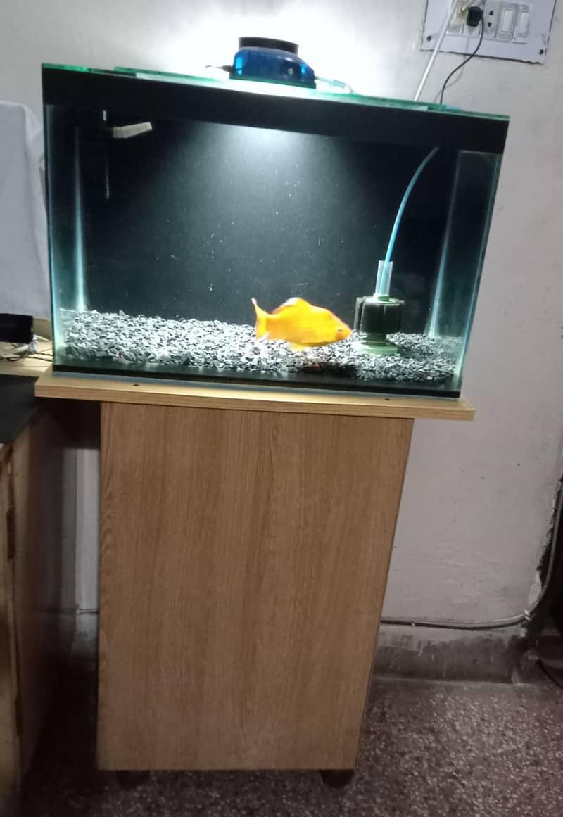 Aquarium & Fish 1