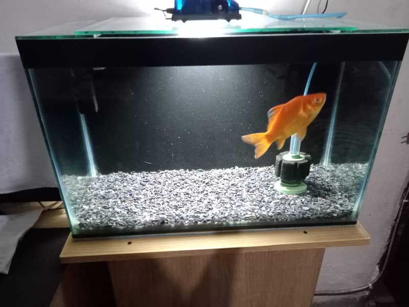 Aquarium & Fish 3
