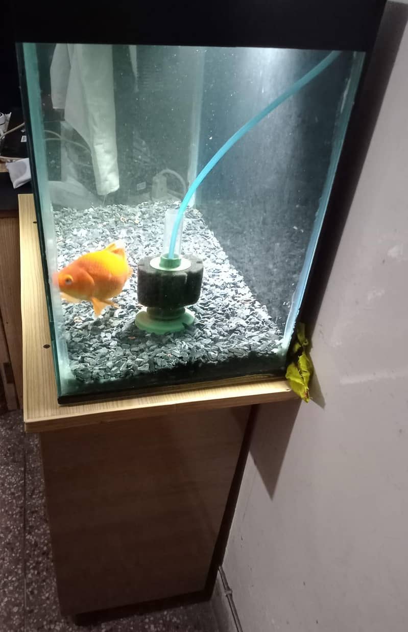 Aquarium & Fish 4