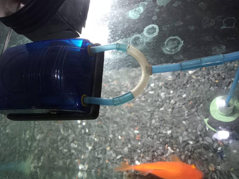 Aquarium & Fish 6