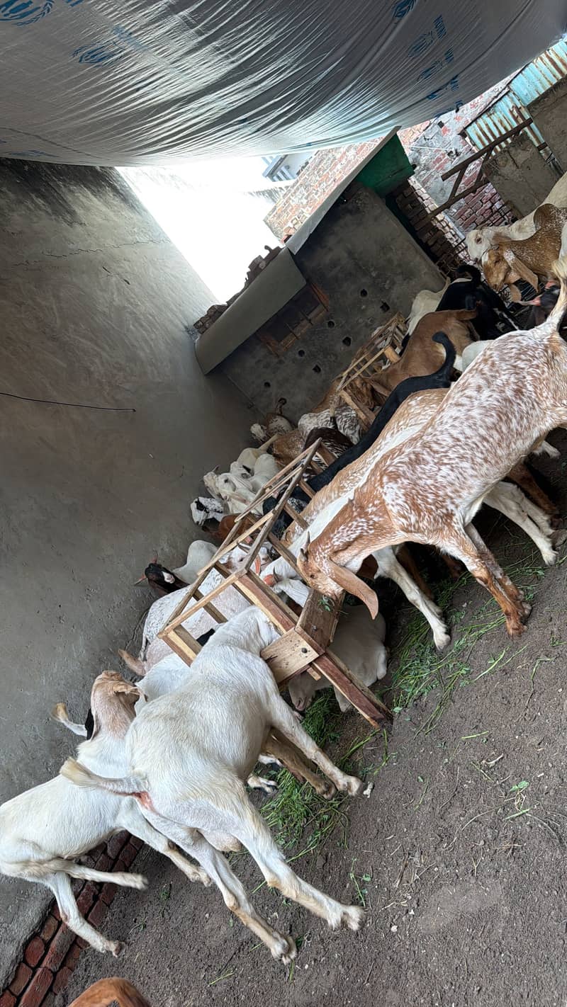 Qurbani bakra eid 2026 0