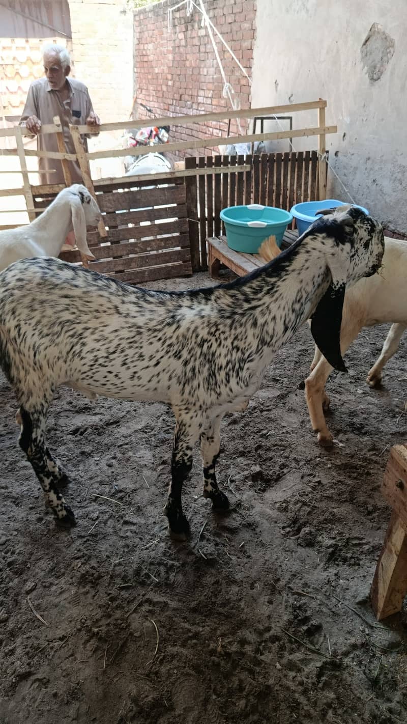Qurbani bakra eid 2026 1
