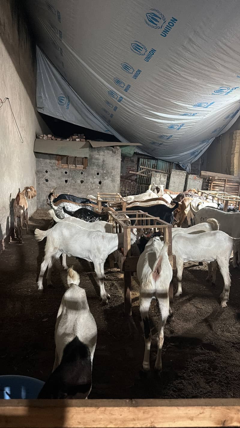 Qurbani bakra eid 2026 2